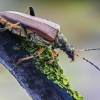 Variable Longhorn Beetle - Stenocorus meridianus | Fotografijos autorius : Kazimieras Martinaitis | © Macronature.eu | Macro photography web site