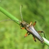 Variable Longhorn Beetle - Stenocorus meridianus | Fotografijos autorius : Agnė Kulpytė | © Macronature.eu | Macro photography web site