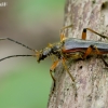 Variable Longhorn Beetle - Stenocorus meridianus | Fotografijos autorius : Romas Ferenca | © Macronature.eu | Macro photography web site