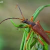 Variable Longhorn Beetle - Stenocorus meridianus | Fotografijos autorius : Gintautas Steiblys | © Macronature.eu | Macro photography web site