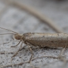 Siaurasparnė šydinė kandis - Ypsolopha ustella | Fotografijos autorius : Žilvinas Pūtys | © Macronature.eu | Macro photography web site