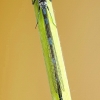 Variable damselfly - Coenagrion pulchellum ♂ | Fotografijos autorius : Deividas Makavičius | © Macronature.eu | Macro photography web site