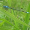 Gražioji strėliukė - Coenagrion pulchellum, patino profilis | Fotografijos autorius : Giedrius Švitra | © Macronature.eu | Macro photography web site