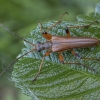 Neporinis šaknialindis - Stenocorus meridianus | Fotografijos autorius : Žilvinas Pūtys | © Macronature.eu | Macro photography web site