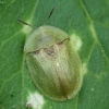 Varnalėšinis skydinukas - Cassida rubiginosa | Fotografijos autorius : Vidas Brazauskas | © Macrogamta.lt | Šis tinklapis priklauso bendruomenei kuri domisi makro fotografija ir fotografuoja gyvąjį makro pasaulį.