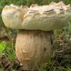 Vasarinis baravykas - Boletus reticulatus | Fotografijos autorius : Ramunė Vakarė | © Macrogamta.lt | Šis tinklapis priklauso bendruomenei kuri domisi makro fotografija ir fotografuoja gyvąjį makro pasaulį.