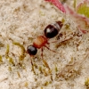 Velvet Ant - Smicromyrme rufipes | Fotografijos autorius : Romas Ferenca | © Macronature.eu | Macro photography web site