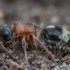 Velvet Ant - Smicromyrme rufipes | Fotografijos autorius : Žilvinas Pūtys | © Macronature.eu | Macro photography web site