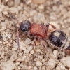 Velvet Ant - Smicromyrme rufipes | Fotografijos autorius : Gintautas Steiblys | © Macronature.eu | Macro photography web site