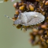 Pamargintoji skydblakė - Peribalus strictus (sin. Holcostethus strictus vernalis) | Fotografijos autorius : Darius Baužys | © Macronature.eu | Macro photography web site