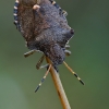 Vernal Shieldbug - Peribalus strictus | Fotografijos autorius : Gintautas Steiblys | © Macronature.eu | Macro photography web site