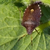 Vernal Shieldbug - Peribalus strictus | Fotografijos autorius : Darius Baužys | © Macronature.eu | Macro photography web site