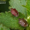 Vernal Shieldbug - Peribalus strictus | Fotografijos autorius : Darius Baužys | © Macronature.eu | Macro photography web site