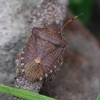 Vernal Shieldbug - Peribalus strictus | Fotografijos autorius : Romas Ferenca | © Macronature.eu | Macro photography web site