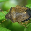 Vernal Shieldbug - Peribalus strictus | Fotografijos autorius : Žilvinas Pūtys | © Macronature.eu | Macro photography web site