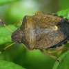 Pamargintoji skydblakė - Peribalus strictus | Fotografijos autorius : Žilvinas Pūtys | © Macronature.eu | Macro photography web site