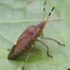 Vernal Shieldbug - Peribalus strictus | Fotografijos autorius : Romas Ferenca | © Macrogamta.lt | Šis tinklapis priklauso bendruomenei kuri domisi makro fotografija ir fotografuoja gyvąjį makro pasaulį.