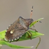 Vernal Shieldbug - Peribalus strictus | Fotografijos autorius : Gintautas Steiblys | © Macronature.eu | Macro photography web site