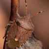 Vernal Shieldbug - Peribalus strictus | Fotografijos autorius : Žilvinas Pūtys | © Macronature.eu | Macro photography web site