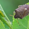 Vernal Shieldbug - Peribalus strictus | Fotografijos autorius : Gintautas Steiblys | © Macronature.eu | Macro photography web site