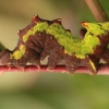 Vienkupris kuoduotis, vikšras - Notodonta dromedarius | Fotografijos autorius : Ramunė Vakarė | © Macrogamta.lt | Šis tinklapis priklauso bendruomenei kuri domisi makro fotografija ir fotografuoja gyvąjį makro pasaulį.