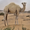 Vienkupris kupranugaris - Camelus dromedarius | Fotografijos autorius : Gintautas Steiblys | © Macrogamta.lt | Šis tinklapis priklauso bendruomenei kuri domisi makro fotografija ir fotografuoja gyvąjį makro pasaulį.
