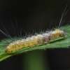 Vikšras | Fotografijos autorius : Kazimieras Martinaitis | © Macrogamta.lt | Šis tinklapis priklauso bendruomenei kuri domisi makro fotografija ir fotografuoja gyvąjį makro pasaulį.