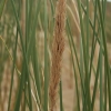 Pajūrinės smiltlendrės - Ammophila arenaria | Fotografijos autorius : Gintautas Steiblys | © Macrogamta.lt | Šis tinklapis priklauso bendruomenei kuri domisi makro fotografija ir fotografuoja gyvąjį makro pasaulį.