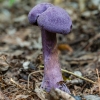 Violet Webcap | Cortinarius violaceus | Fotografijos autorius : Darius Baužys | © Macrogamta.lt | Šis tinklapis priklauso bendruomenei kuri domisi makro fotografija ir fotografuoja gyvąjį makro pasaulį.