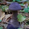 Violet Webcap - Cortinarius violaceus | Fotografijos autorius : Gediminas Gražulevičius | © Macronature.eu | Macro photography web site