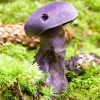 Violet Webcap - Cortinarius violaceus | Fotografijos autorius : Romas Ferenca | © Macronature.eu | Macro photography web site