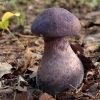 Violet Webcap - Cortinarius violaceus | Fotografijos autorius : Vytautas Gluoksnis | © Macronature.eu | Macro photography web site