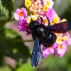 Violet carpenter bee - Xylocopa cf violacea | Fotografijos autorius : Vaida Paznekaitė | © Macronature.eu | Macro photography web site