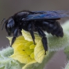 Violetinė bitė-dailidė - Xylocopa violacea ♀ | Fotografijos autorius : Žilvinas Pūtys | © Macronature.eu | Macro photography web site