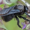 Violetinė bitė-dailidė - Xylocopa violacea ♂ | Fotografijos autorius : Gintautas Steiblys | © Macronature.eu | Macro photography web site