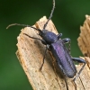 Violet tanbark beetle - Callidium violaceum  | Fotografijos autorius : Gintautas Steiblys | © Macronature.eu | Macro photography web site