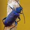 Violet tanbark beetle - Callidium violaceum | Fotografijos autorius : Deividas Makavičius | © Macronature.eu | Macro photography web site