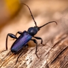 Violet tanbark beetle - Callidium violaceum | Fotografijos autorius : Eugenijus Kavaliauskas | © Macronature.eu | Macro photography web site