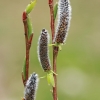 Violet willow - Salix daphnoides | Fotografijos autorius : Gintautas Steiblys | © Macrogamta.lt | Šis tinklapis priklauso bendruomenei kuri domisi makro fotografija ir fotografuoja gyvąjį makro pasaulį.