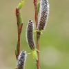 Pajūrinis karklas - Salix daphnoides | Fotografijos autorius : Gintautas Steiblys | © Macrogamta.lt | Šis tinklapis priklauso bendruomenei kuri domisi makro fotografija ir fotografuoja gyvąjį makro pasaulį.