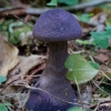 Violetinis nuosėdis - Cortinarius violaceus | Fotografijos autorius : Gediminas Gražulevičius | © Macrogamta.lt | Šis tinklapis priklauso bendruomenei kuri domisi makro fotografija ir fotografuoja gyvąjį makro pasaulį.
