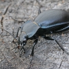 Violetinis puošniažygis - Carabus violaceus | Fotografijos autorius : Gintautas Steiblys | © Macrogamta.lt | Šis tinklapis priklauso bendruomenei kuri domisi makro fotografija ir fotografuoja gyvąjį makro pasaulį.