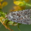 Viržinis dirvinukas - Lycophotia porphyrea | Fotografijos autorius : Žilvinas Pūtys | © Macrogamta.lt | Šis tinklapis priklauso bendruomenei kuri domisi makro fotografija ir fotografuoja gyvąjį makro pasaulį.