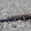 Viviparous lizard - Zootoca vivipara | Fotografijos autorius : Žilvinas Pūtys | © Macronature.eu | Macro photography web site