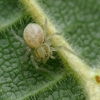 Voriukas | Fotografijos autorius : Vidas Brazauskas | © Macrogamta.lt | Šis tinklapis priklauso bendruomenei kuri domisi makro fotografija ir fotografuoja gyvąjį makro pasaulį.