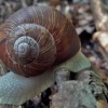 Vynuoginė sraigė - Helix pomatia | Fotografijos autorius : Kęstutis Obelevičius | © Macrogamta.lt | Šis tinklapis priklauso bendruomenei kuri domisi makro fotografija ir fotografuoja gyvąjį makro pasaulį.