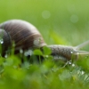 Vynuoginė sraigė - Helix pomatia | Fotografijos autorius : Jovita Poviliūnaitė | © Macrogamta.lt | Šis tinklapis priklauso bendruomenei kuri domisi makro fotografija ir fotografuoja gyvąjį makro pasaulį.