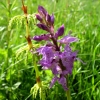 Vyriškoji gegužraibė - Orchis mascula | Fotografijos autorius : Giedrius Švitra | © Macrogamta.lt | Šis tinklapis priklauso bendruomenei kuri domisi makro fotografija ir fotografuoja gyvąjį makro pasaulį.