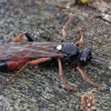 Vytis - Ichneumon extensorius | Fotografijos autorius : Gintautas Steiblys | © Macrogamta.lt | Šis tinklapis priklauso bendruomenei kuri domisi makro fotografija ir fotografuoja gyvąjį makro pasaulį.