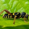 Wasp Beetle - Clytus arietis  | Fotografijos autorius : Oskaras Venckus | © Macronature.eu | Macro photography web site